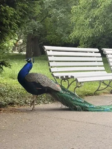 A peacock wandering through a Prague park