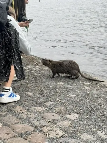 A muskrat climbing out of the river in Prague